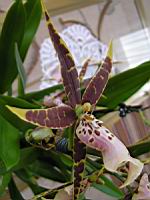 Cambria (3) (Photo F. Mrugala)